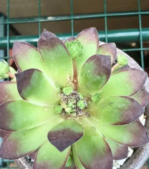 原创商家把多肉染成七彩色还撒层金粉连玉露都没逃过毒手