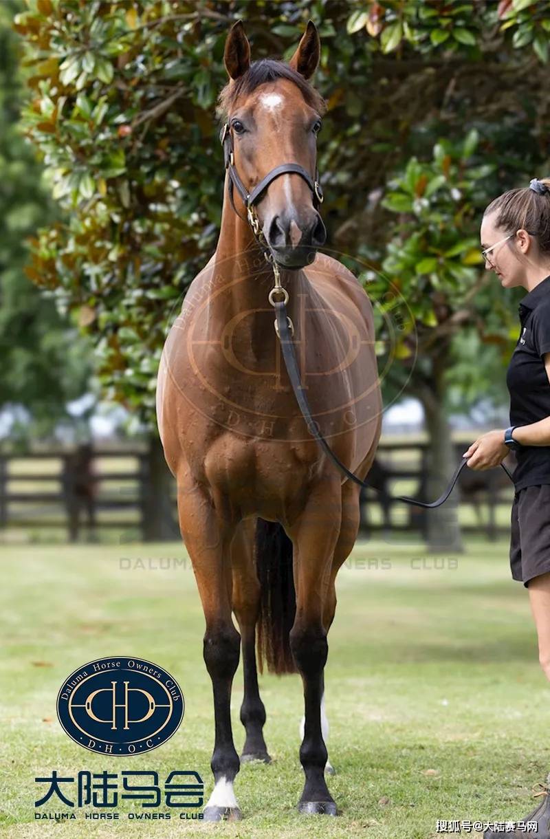 ("大陆精选",2024年3月新西兰实拍)马匹血统全球显赫,中国马主熟知的"