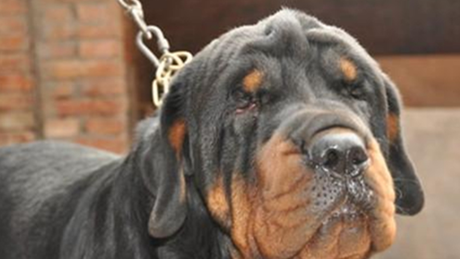 原创世界上最贵的3种狗图3贵到不敢想象售价最高达1900000美元