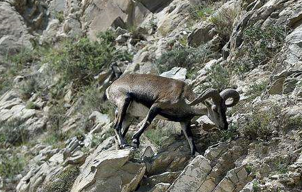 最会攀岩的羊,身处万丈深渊的艺高"羊"胆大_岩羊_生活