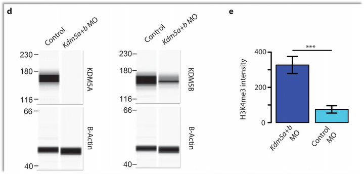 数字化westernblot蛋白质印迹定量分析技术