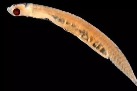 想了解胖婴鱼的人越来越多,也有一些鱼友试图在澳大利亚温暖的自然