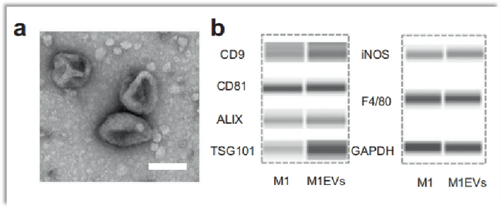 数字化westernblot蛋白质印迹定量分析技术