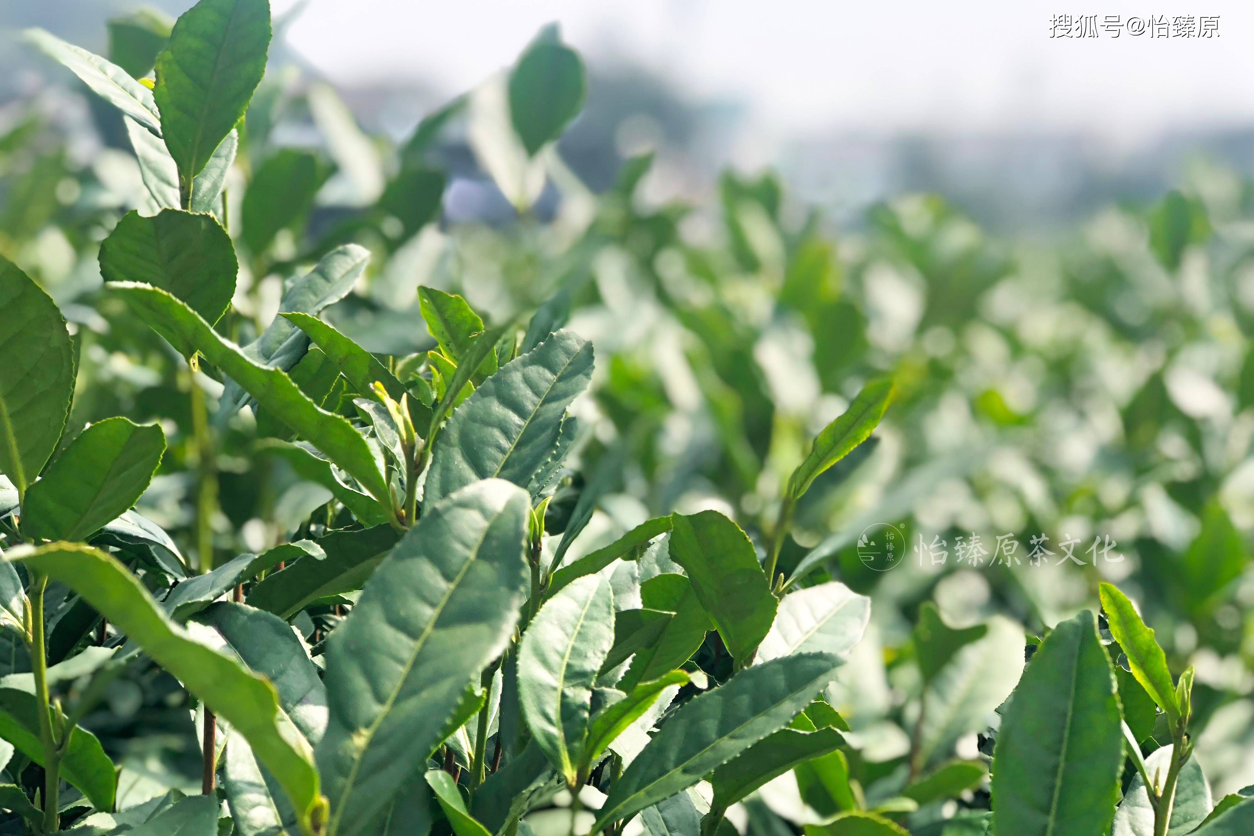 一招教你鉴别西湖龙井真伪评茶师教你挑选正宗狮峰梅家坞龙井