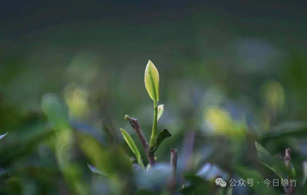 天府旅游名县五觉品绵竹是这样