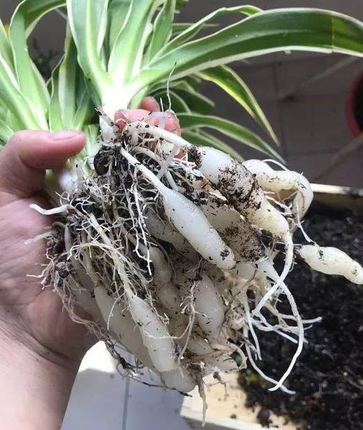 青春风time换土过程:1,脱盆修根吊兰脱盆之后,下面的毛细根可以剪掉