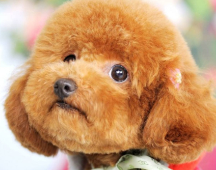 原创泰迪爱咬人该怎么办铲屎官做好这些就不用担心泰迪需认真教育