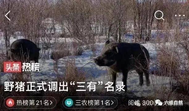 人类_老虎_保护