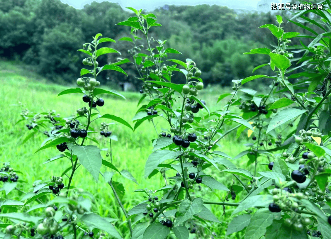 原创龙葵又称白花菜天茄子药食同源价值极高农民朋友要了解