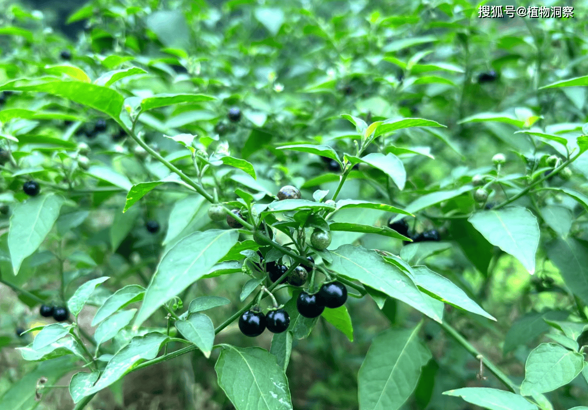 原创龙葵又称白花菜天茄子药食同源价值极高农民朋友要了解