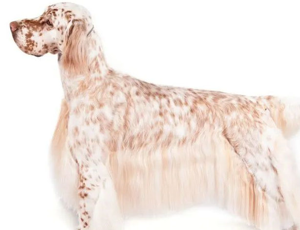 维兹拉犬vizslas德国短毛指示犬germanshorthairedpointers威玛犬