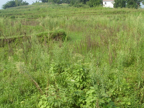 原创农村这种野草常常挂衣服上太烦人很少人知道它双向调节血压