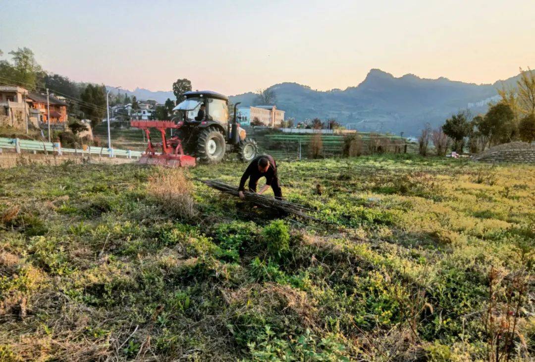 开阳县禾丰乡冬闲田翻耕稻油轮作生产忙