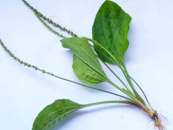 原创车前草是个宝用它来泡水喝或能辅助解决4个问题