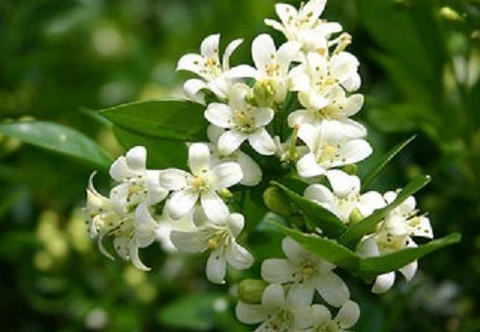 有了这15种驱蚊植物,妈妈再也不用担心蚊子咬我啦!_蚊虫_效果_香气