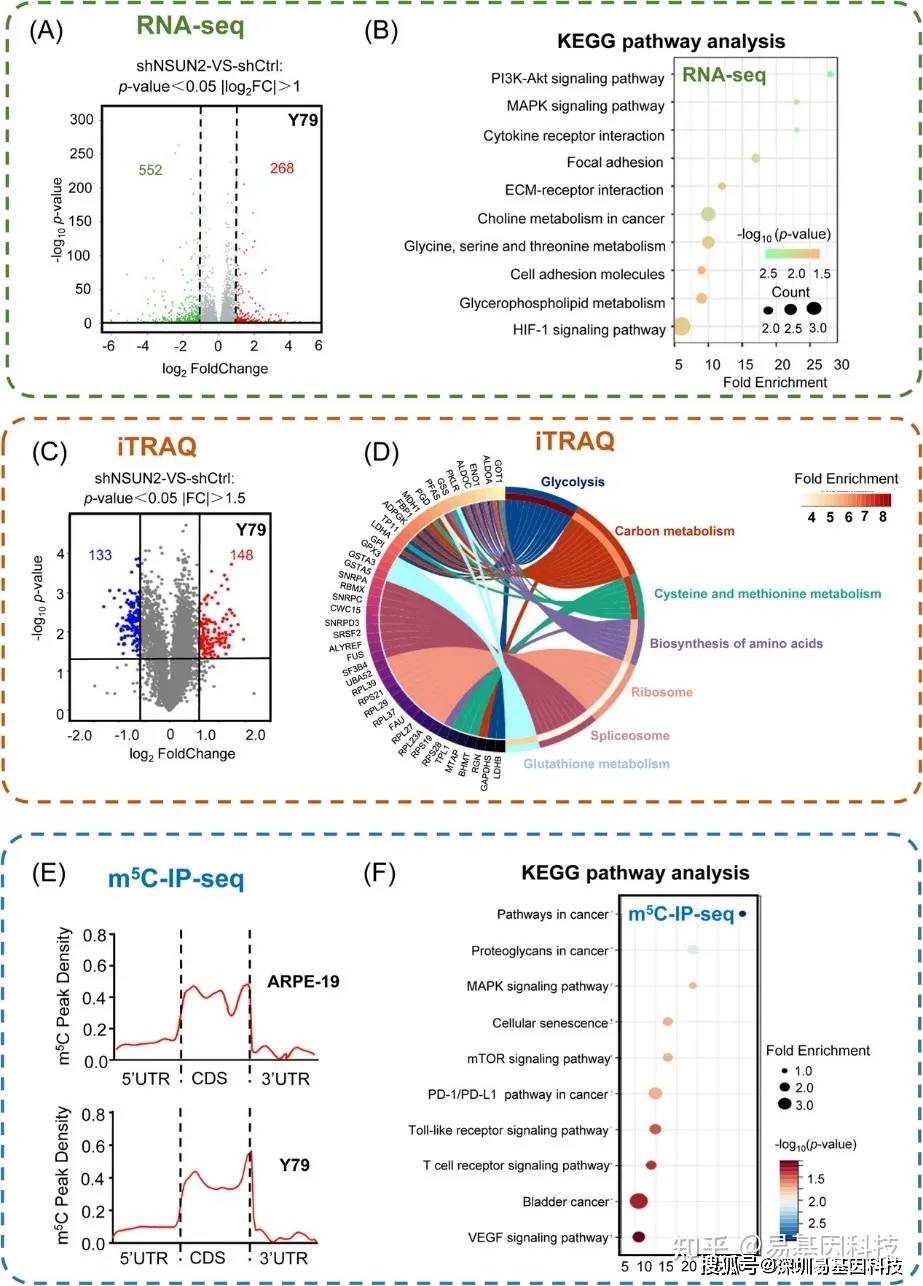 易基因nsun2介导的m5crna甲基化在视网膜母细胞瘤进展中的重要作用