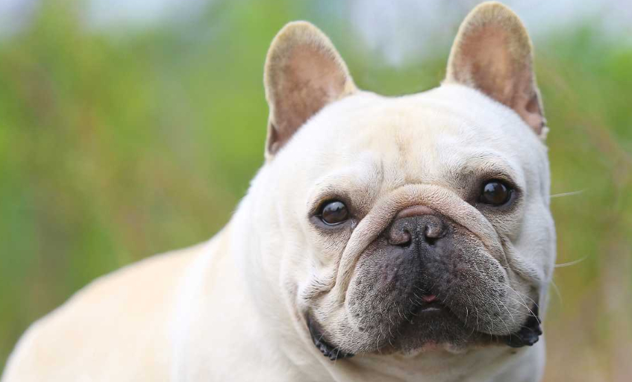 原创到现在还没养狗四种狗狗推荐给你值得作为陪伴