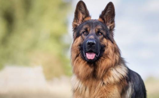 原创盘点成为警犬的6种狗狗有没有一只是让你心动的