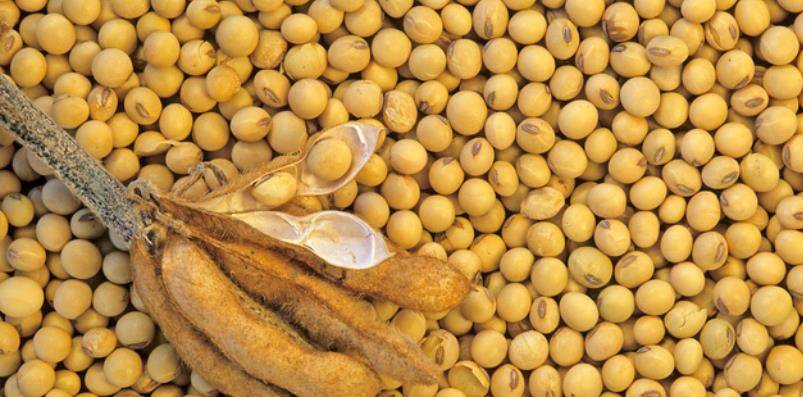 中国为何从大豆出口国变为进口国