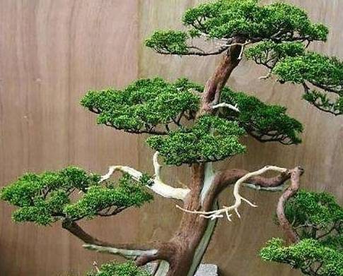 植物_松柏_弹子