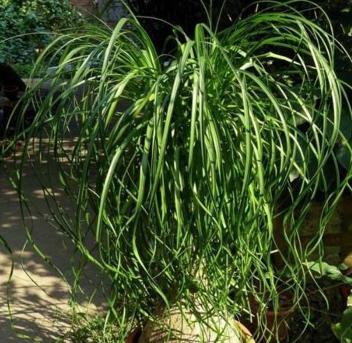 这3种植物最耐旱一个月不浇水照样长满盆