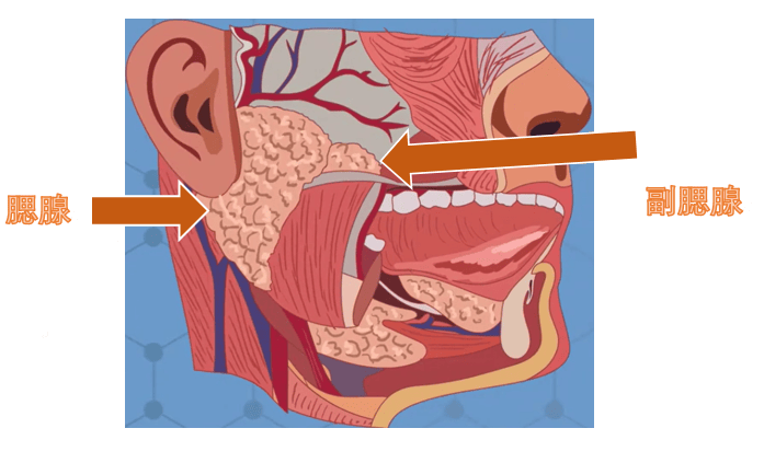 腮腺肿瘤位置图片图片
