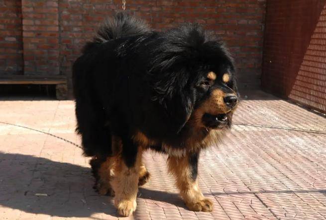 原创2007年男子购买藏獒幼崽回家喂养发现端倪后主动报警