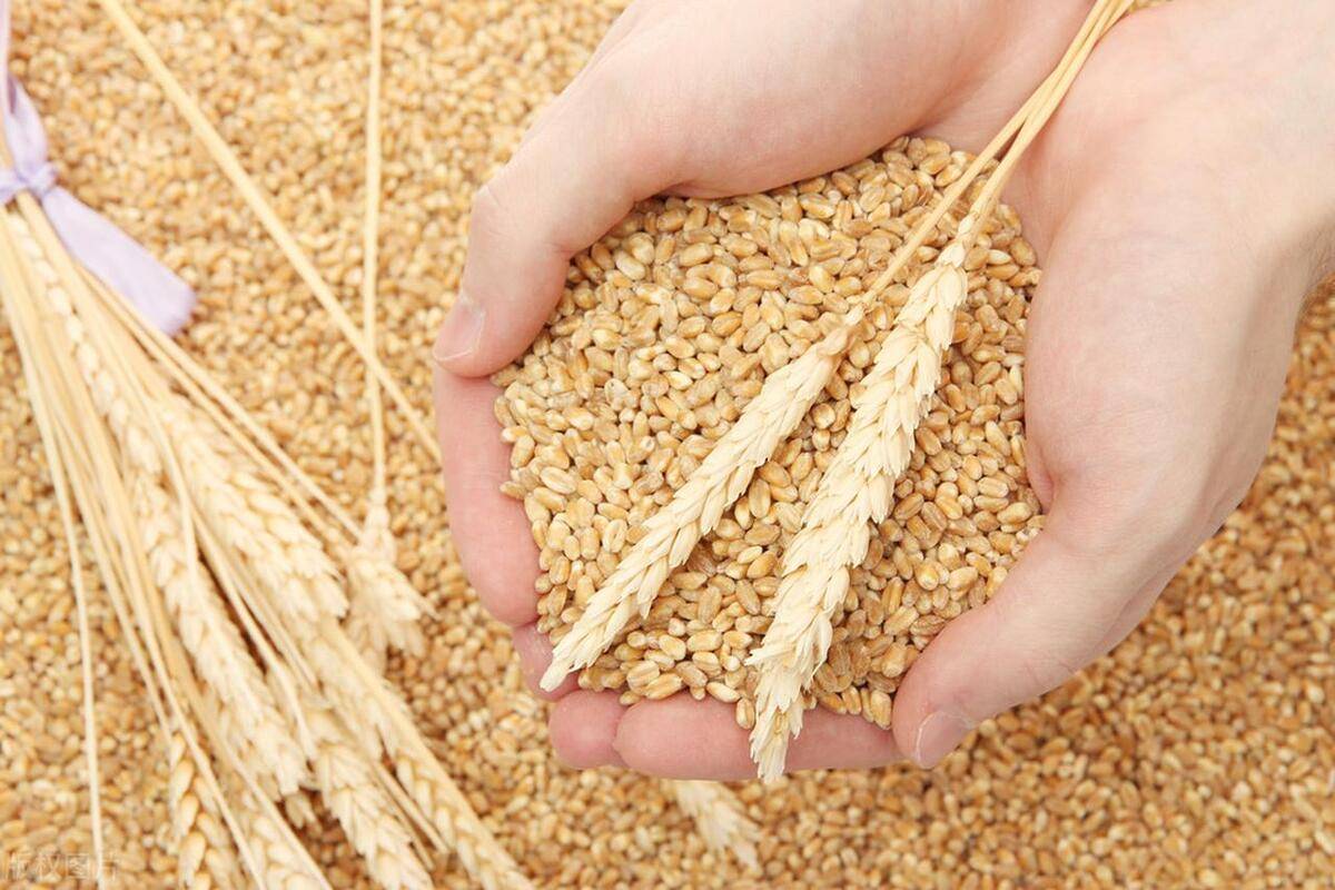 吨麦王一号小麦品种图片