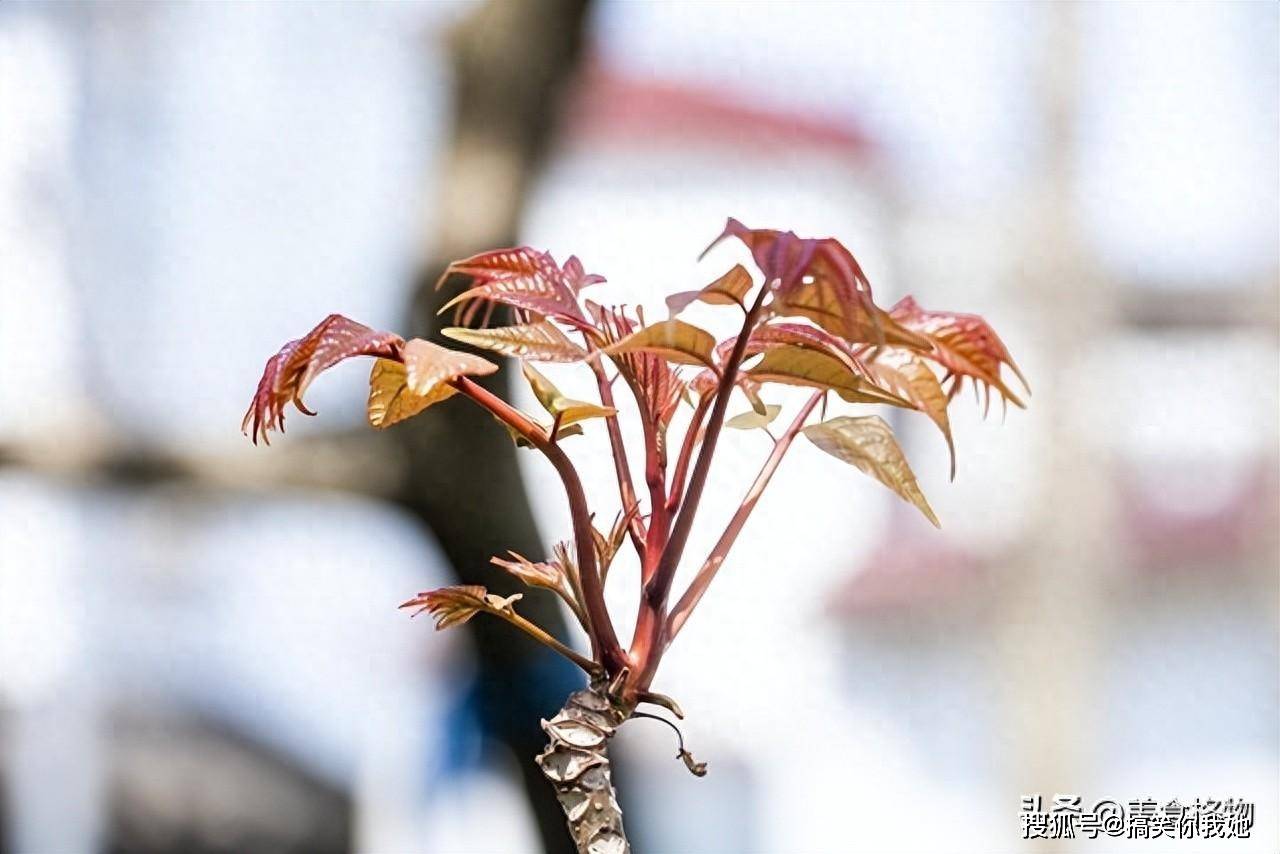 原创春天吃香椿禁忌多牢记1不放2不忘3要吃不懂别乱吃