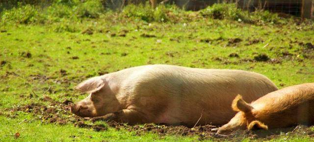 巴拉克夫人又做出一个大胆决定——把仅剩的小麦全都喂给猪吃,然后将