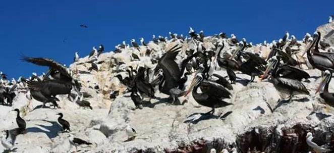 南美三国持续4年的"鸟粪战争",归根结底是三国的资源争夺战_秘鲁_硝石