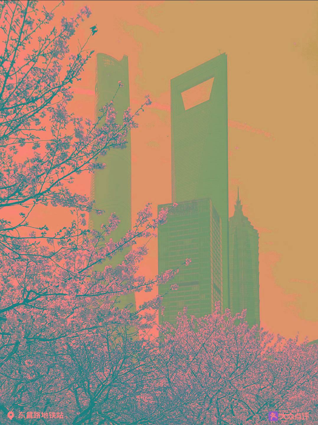 申城明日气温飙升一日两季上海赏樱攻略来了错过等一年