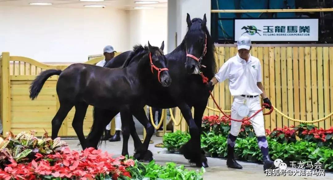 中国最专业最国际化的马匹拍卖会2024玉龙春拍报名通道正式开启