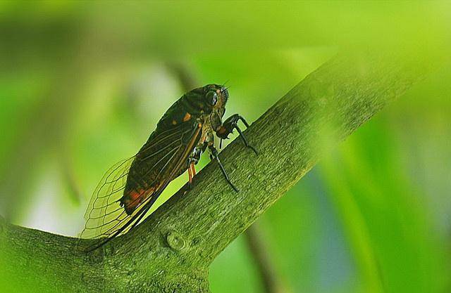 原创齐白石画了一只蝉普普通通为何价值过亿专家带放大镜了吗