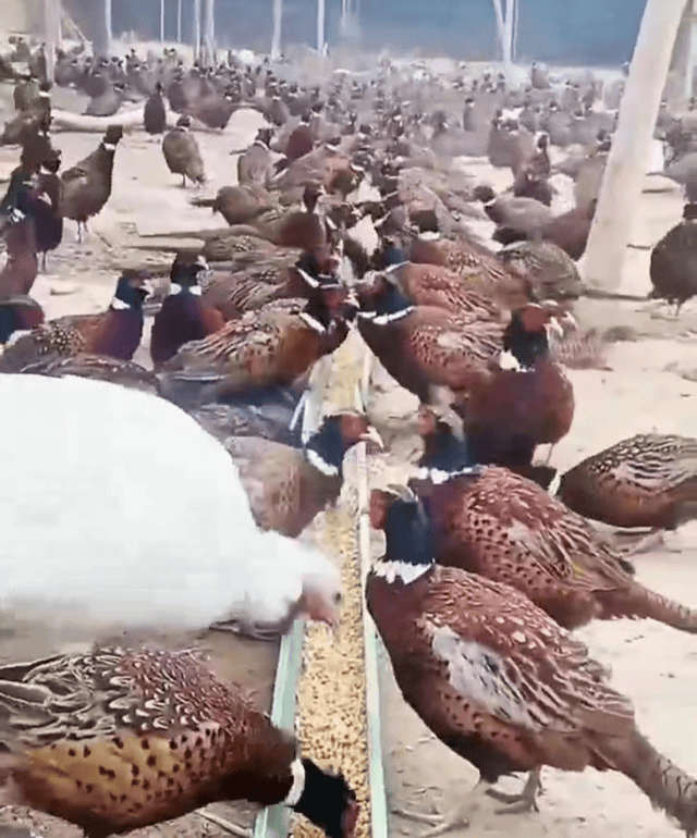 入伍50周年纪念战友们纷纷晒出退伍后获得的荣誉证书