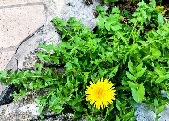 春天的蒲公英,堪称"排毒草",根和叶功效不同,用对最重要!_维生素_根茎