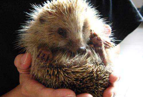 原创古人为何不吃黄鼠狼真是因为迷信看李时珍在纲目中写了啥