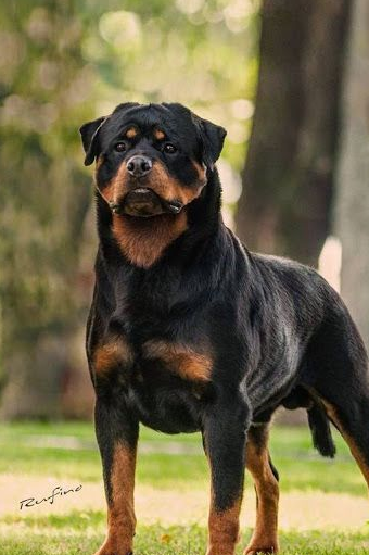 第三种,罗威纳犬罗威纳犬是世界上最有名气的防暴犬和护卫犬,作为最