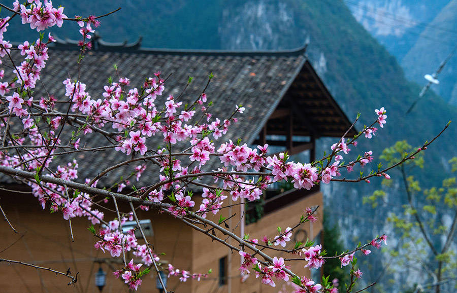 重庆巫山:春日下庄景如画_下庄村_朱云平_李花