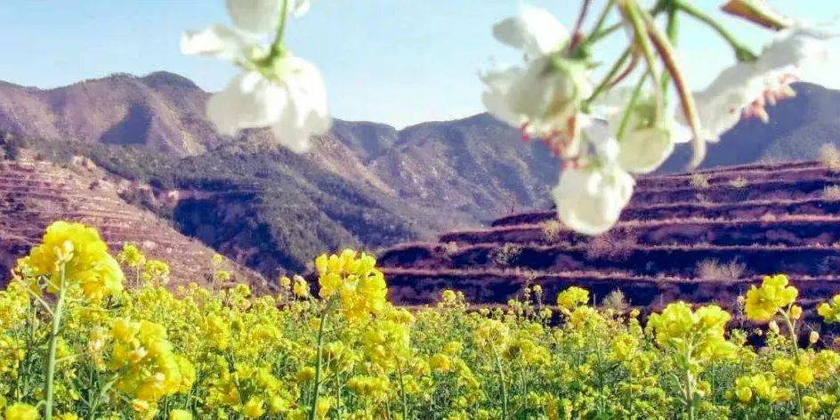 让我们在南景村,与桃花来一场美丽的邂逅;在孤峰山,与浪漫无暇的梨花