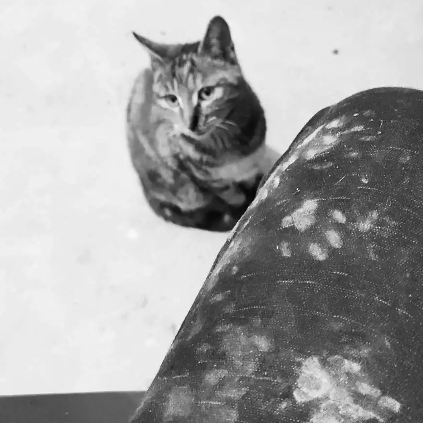 原创锡禹今天来聊聊猫