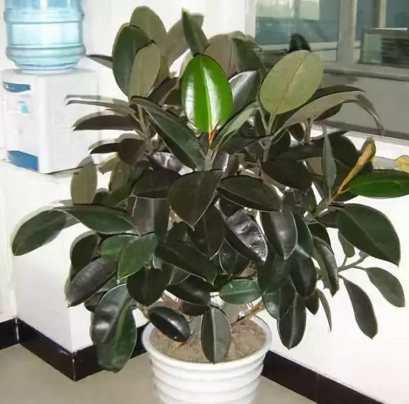这花就得饿着养盆越小水越少反倒长得更来劲