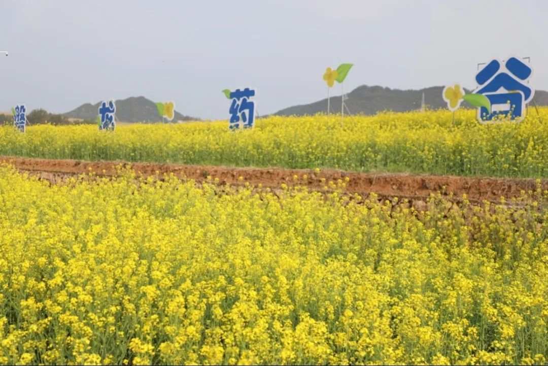 花田美事磐龙药谷的药事花海
