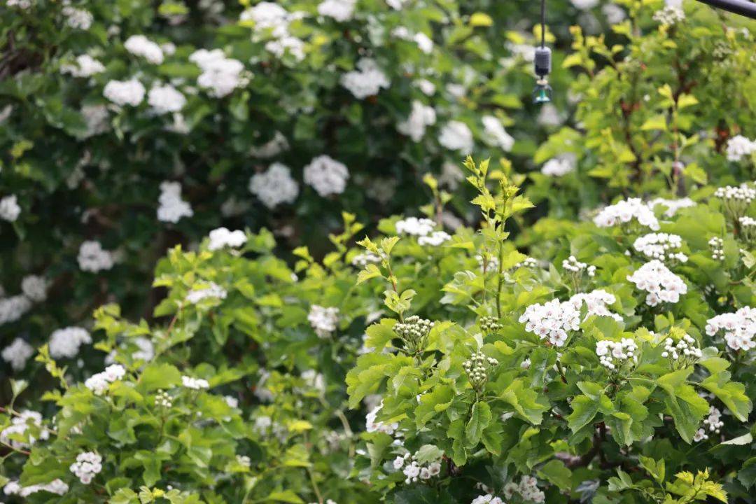 如梦如幻的山楂花海,在阳光下闪着微微光芒;一望无际的油菜花海,在