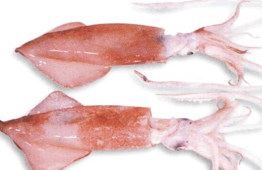 鱿鱼墨鱼和章鱼你能分得清吃的是啥吗