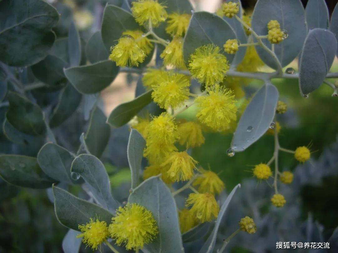 叶子和花朵都极为好看的银叶金合欢,媲美尤加利,好养耐寒