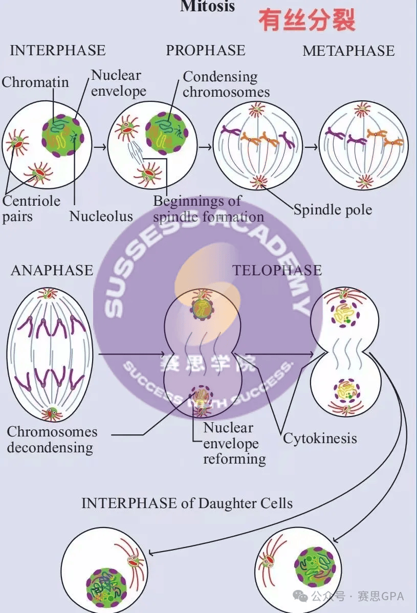 最具含金量三大顶级生物竞赛usabobbobrainbee学霸级备赛干货