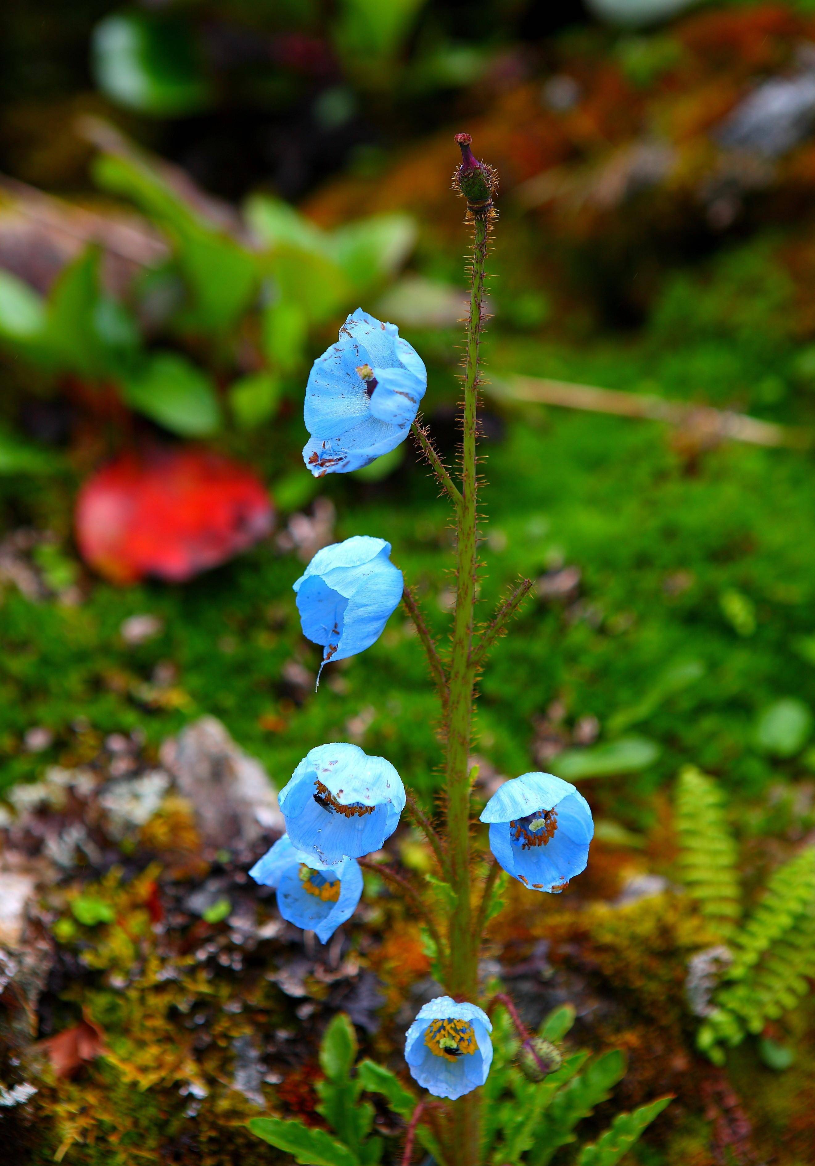 人类历史上最丰厚的嫁妆促成了一个强大民族的诞生