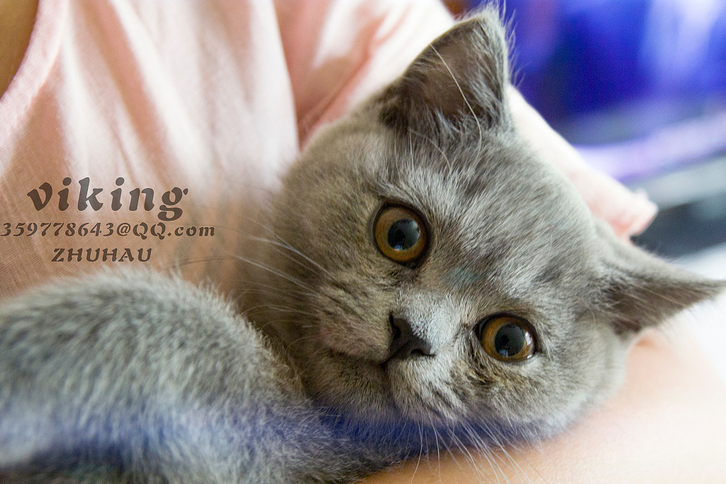 蓝猫眼睛睁不开流眼泪怎么办