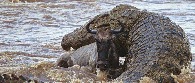 三角洲_鳄鱼_居民